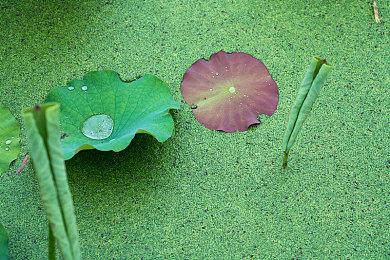 《伊苏8》手游版先行注册开启 bilibili运营追加多项新内容